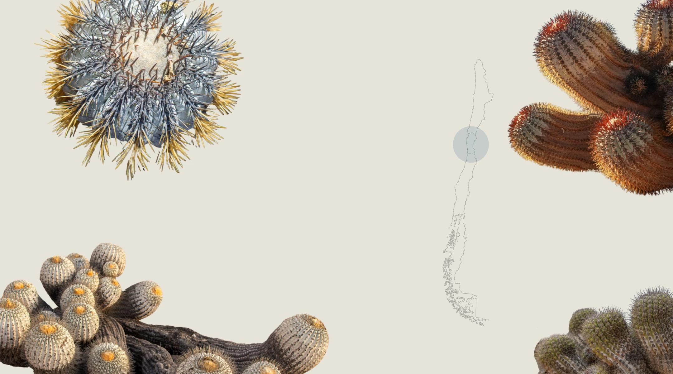 Cactus Copiapoa en su hábitat natural