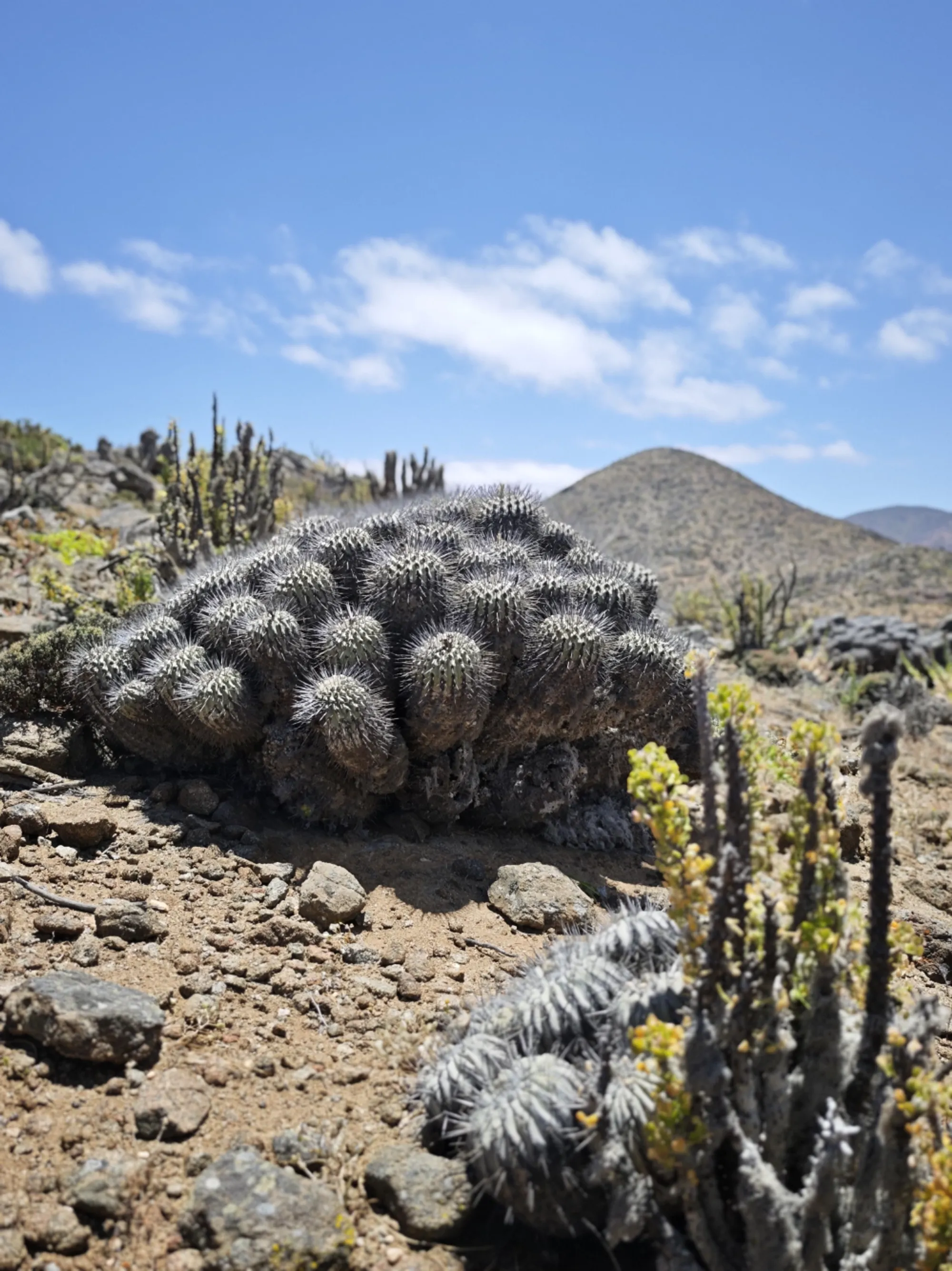 Imagen de galería 2