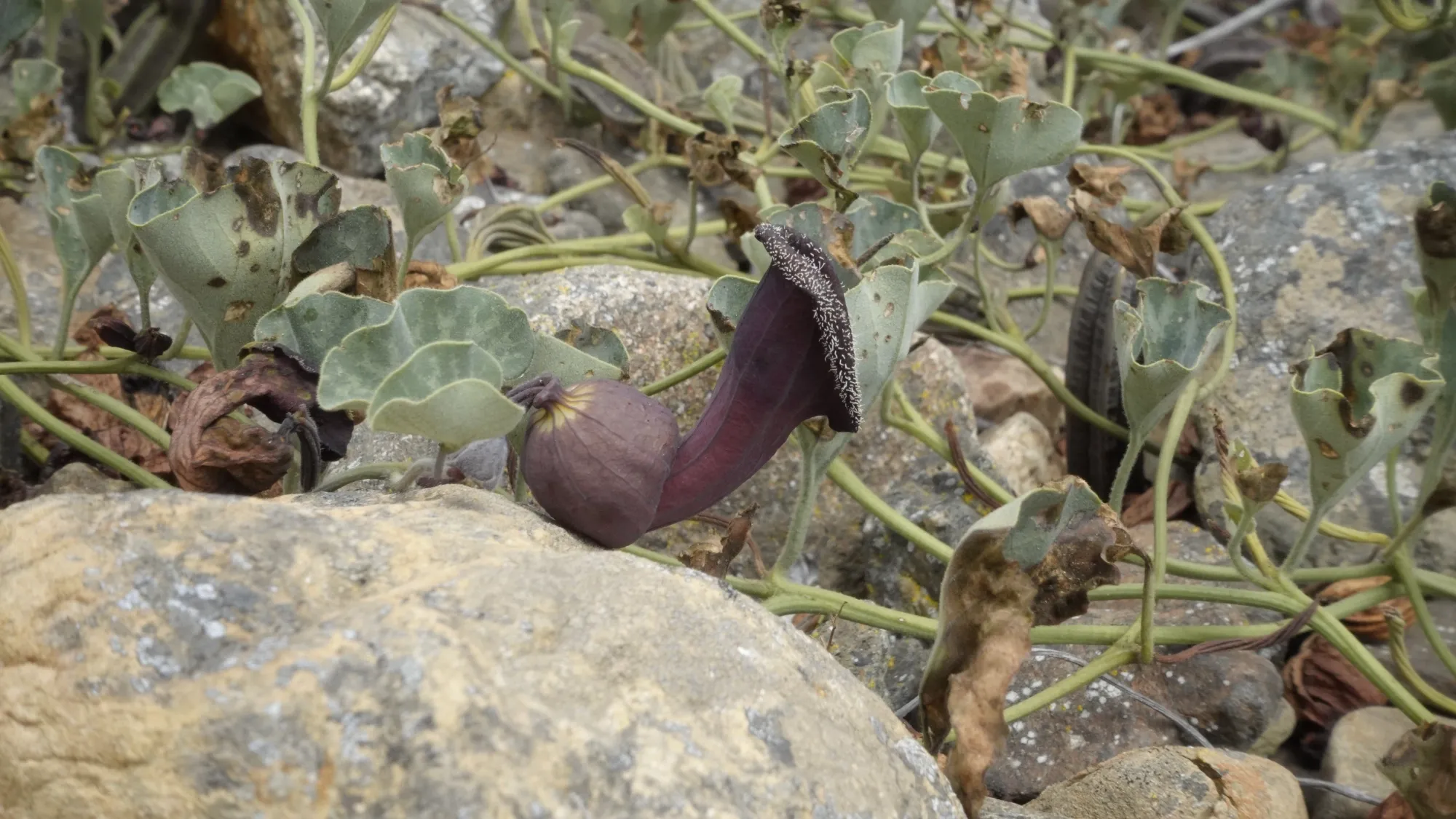 Imagen de galería 20