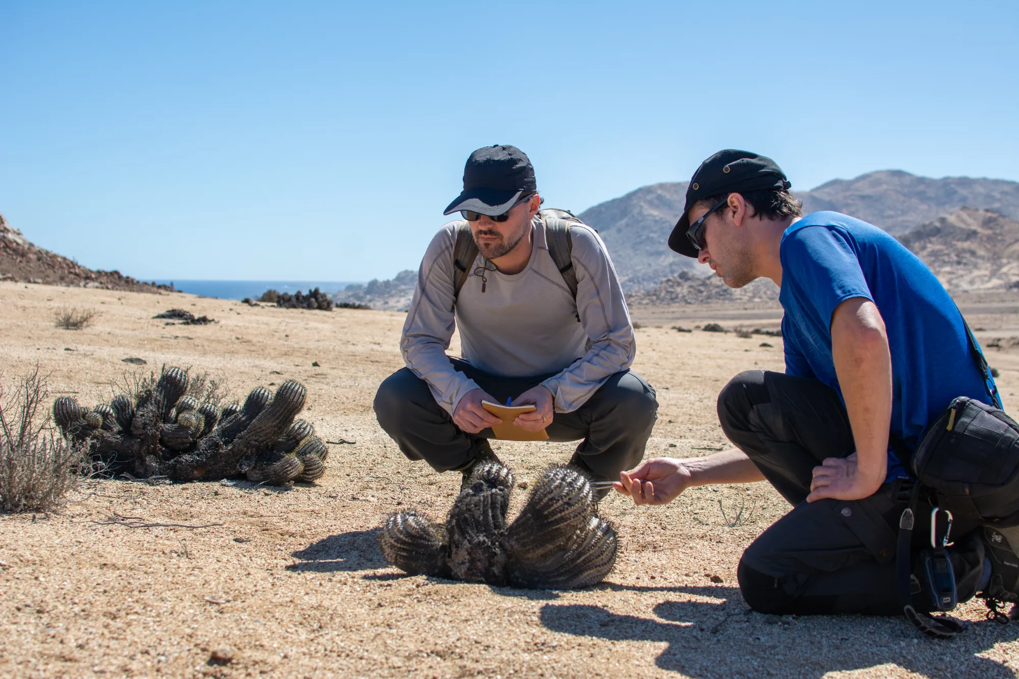 Especies del desierto en peligro de extinción: Seminario abordará desafíos de conservación en ecosistemas áridos