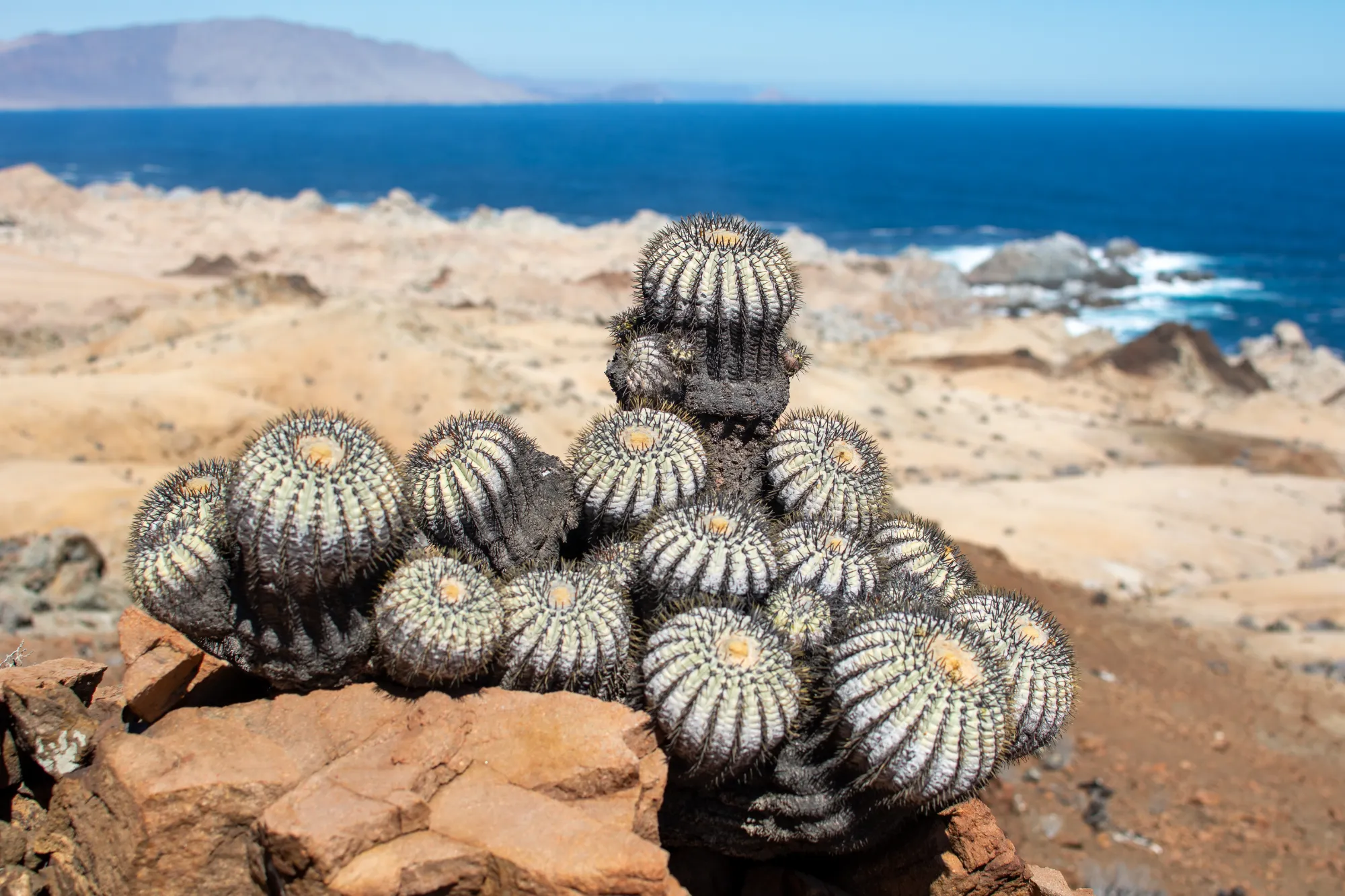 Imagen de galería 2