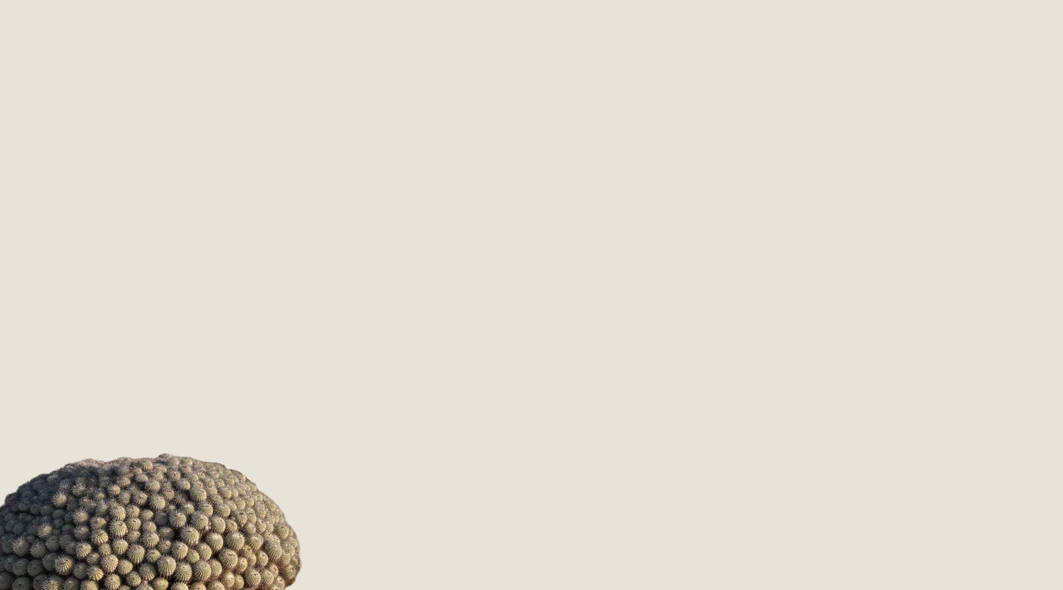 Noticias sobre Copiapoa