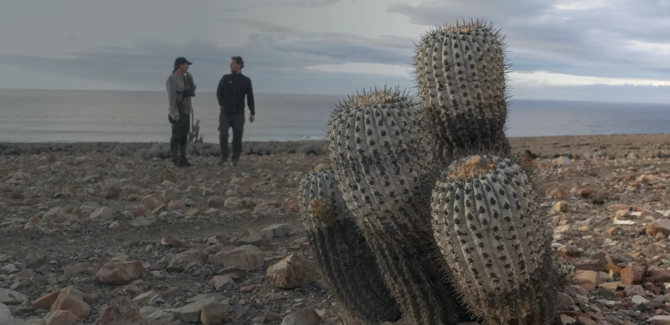 Cactus Copiapoa en su hábitat natural