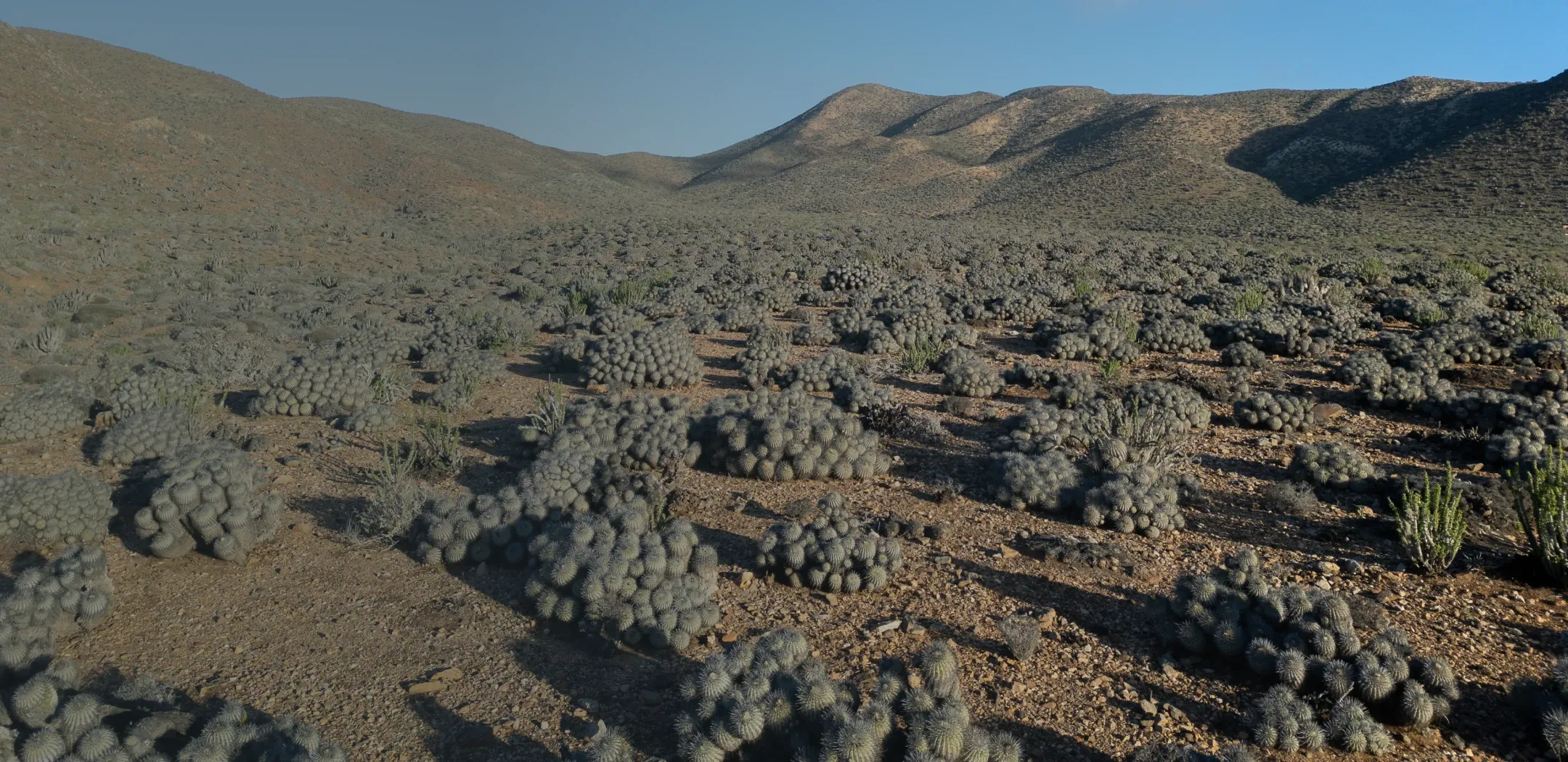 Conservación de cactus Copiapoa