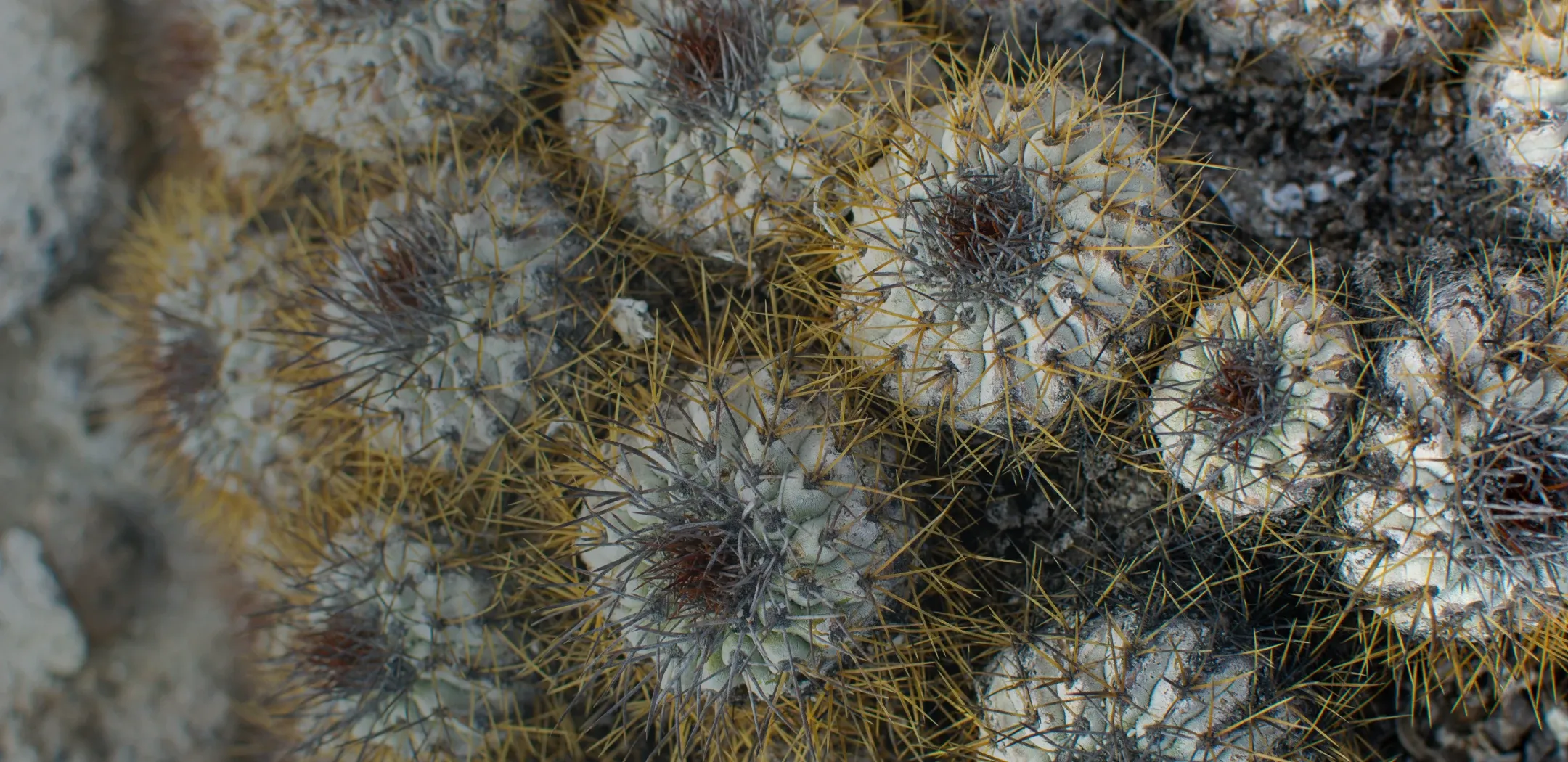 Prevención de la extinción de Copiapoa